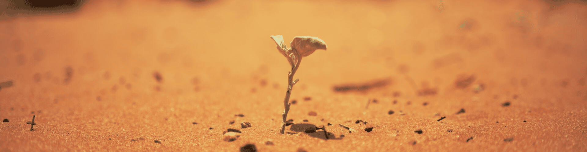 Een MVP (Minimum Viable Product) ontwikkelen